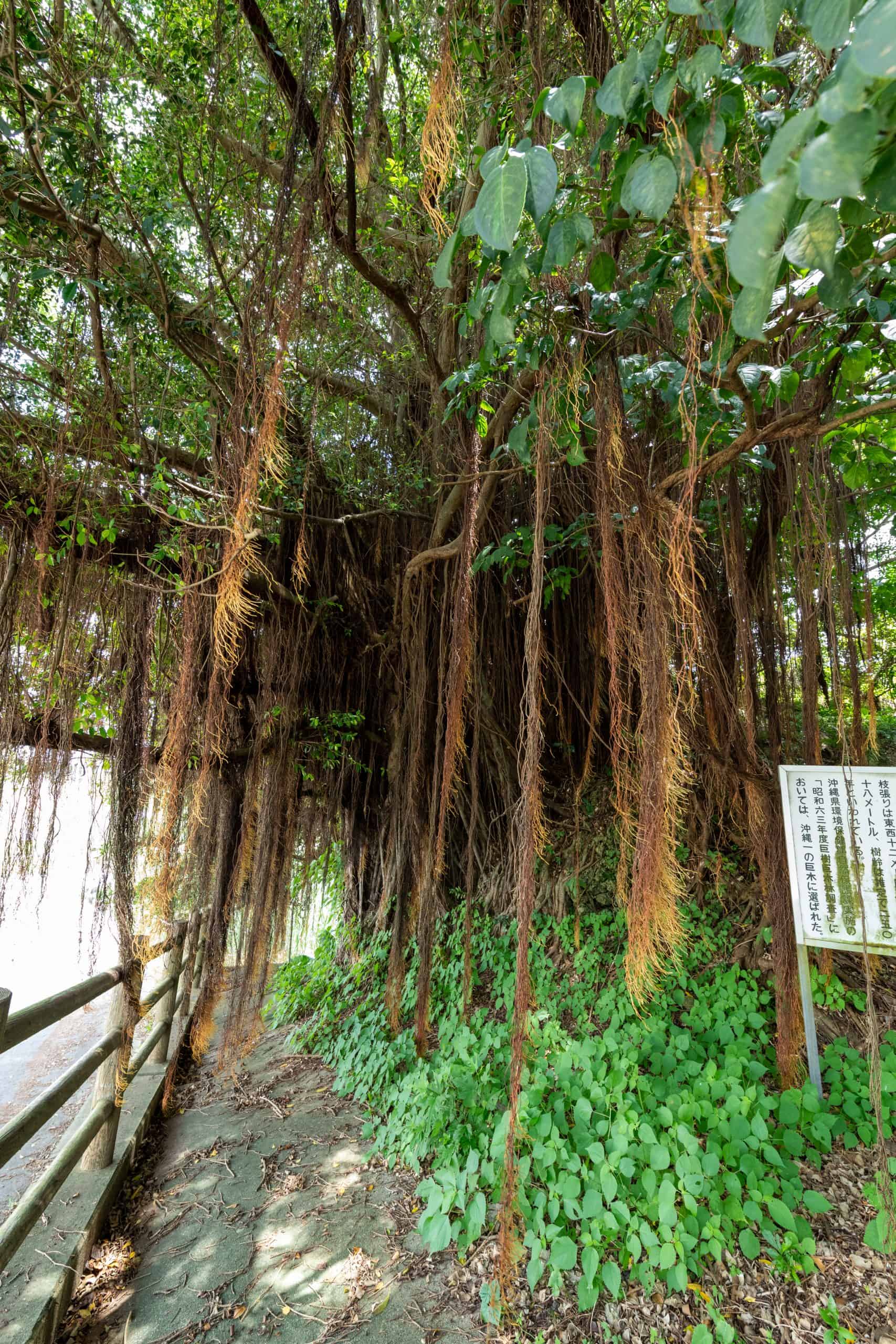 世名城のガジュマル – 巨木の世界