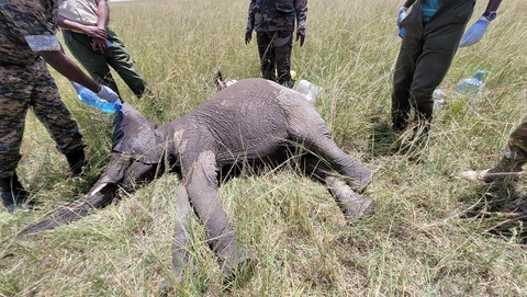 野生動物獣医になると誓って23年。ようやくケニア野生動物公社から