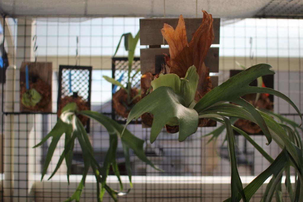 ビカクシダ・ケンイチの株分け後の子株の成長記録① | ビカクシダと僕