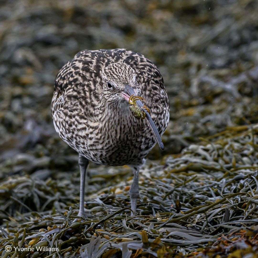 洋楽 Yvonne Williams / As The Bird Sings 洋楽 Yvonne Williams / As