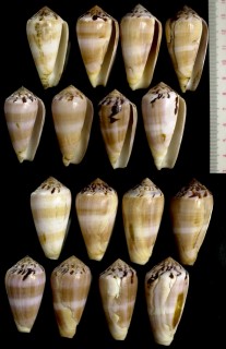 Microshells: Conus fulmen ベッコウイモ 鼈甲芋