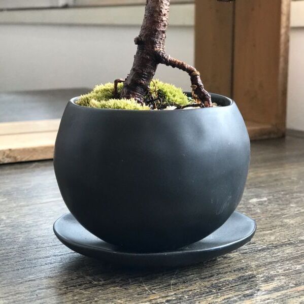 五葉松の情景盆栽 【デザイン鉢・黒】☆1点物☆ - インテリア盆栽工房