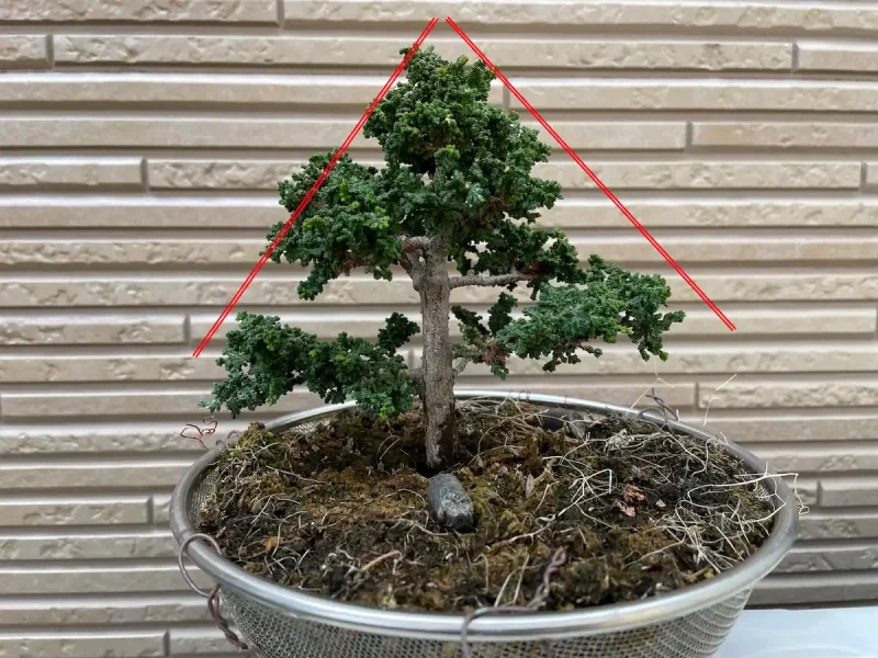 石化ヒノキが盆栽になるまで・1（石化檜・セッカヒノキ） | BonGreen