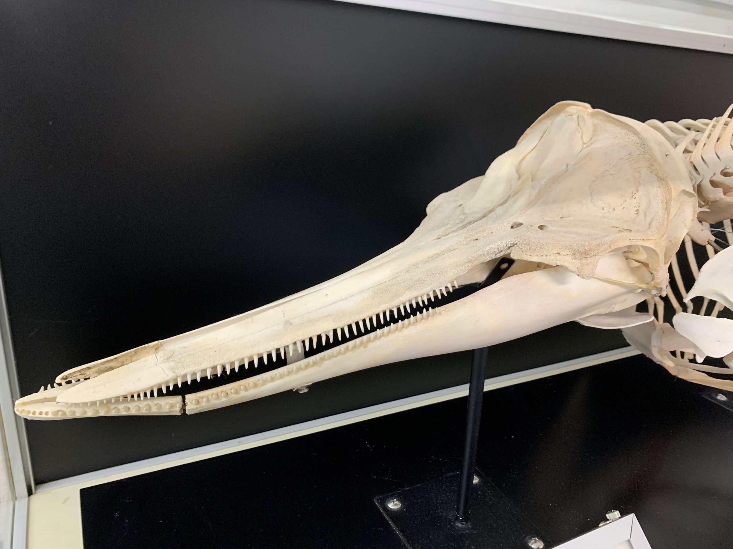 けろにあぶろぐ #7】イルカの骨を眺める ③ ～首の骨～ - 小笠原海洋