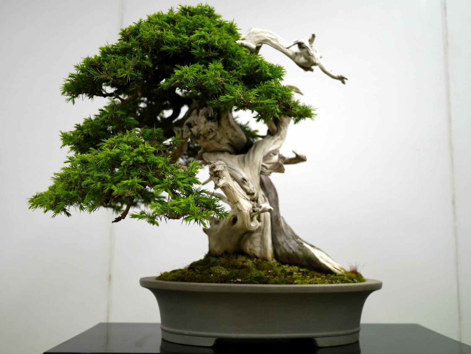 杜松 Needle Juniper - 盆栽日本 Bonsai Japan