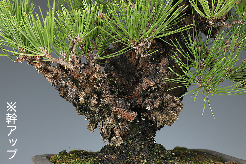 錦松〔夢錦〕 | 盆栽、盆栽書籍、盆栽鉢の通販│近代出版