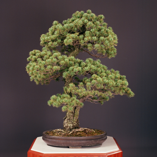 五葉松（双幹）」朱泥楕円鉢 | 盆栽 | 四国新聞社