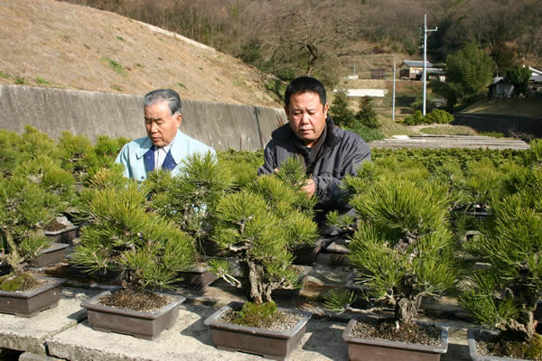 錦松 アーカイブ | 盆栽 | 四国新聞社