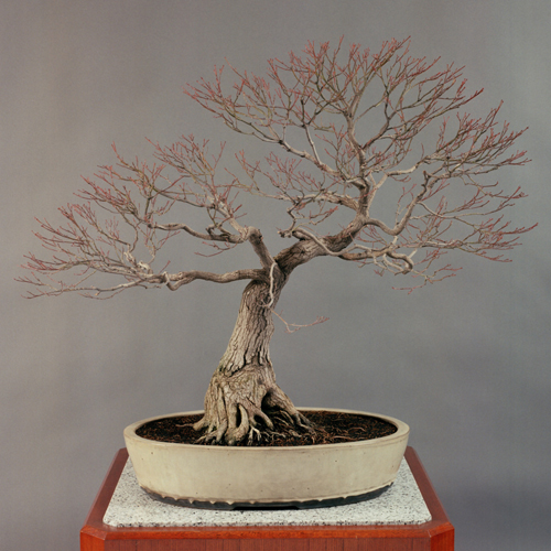 皇居の盆栽 | 盆栽 | 四国新聞社