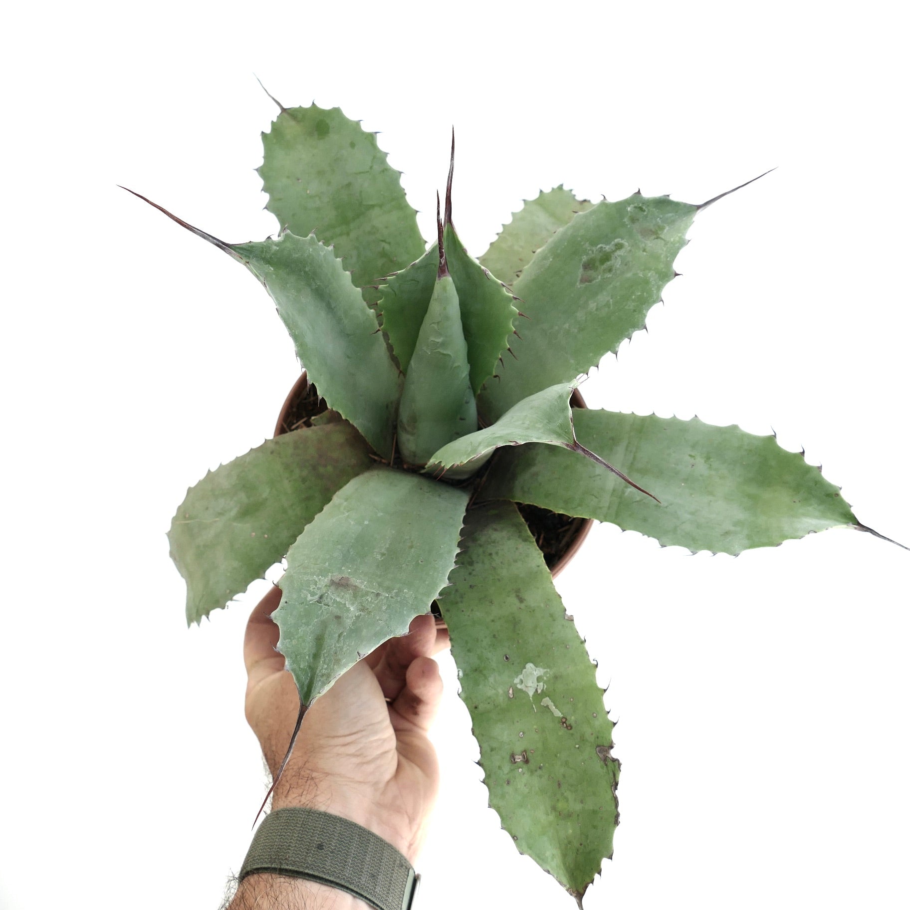 アガベ・パラサナ ハイブリッド | Botanical Archive | ユニークな多肉植物