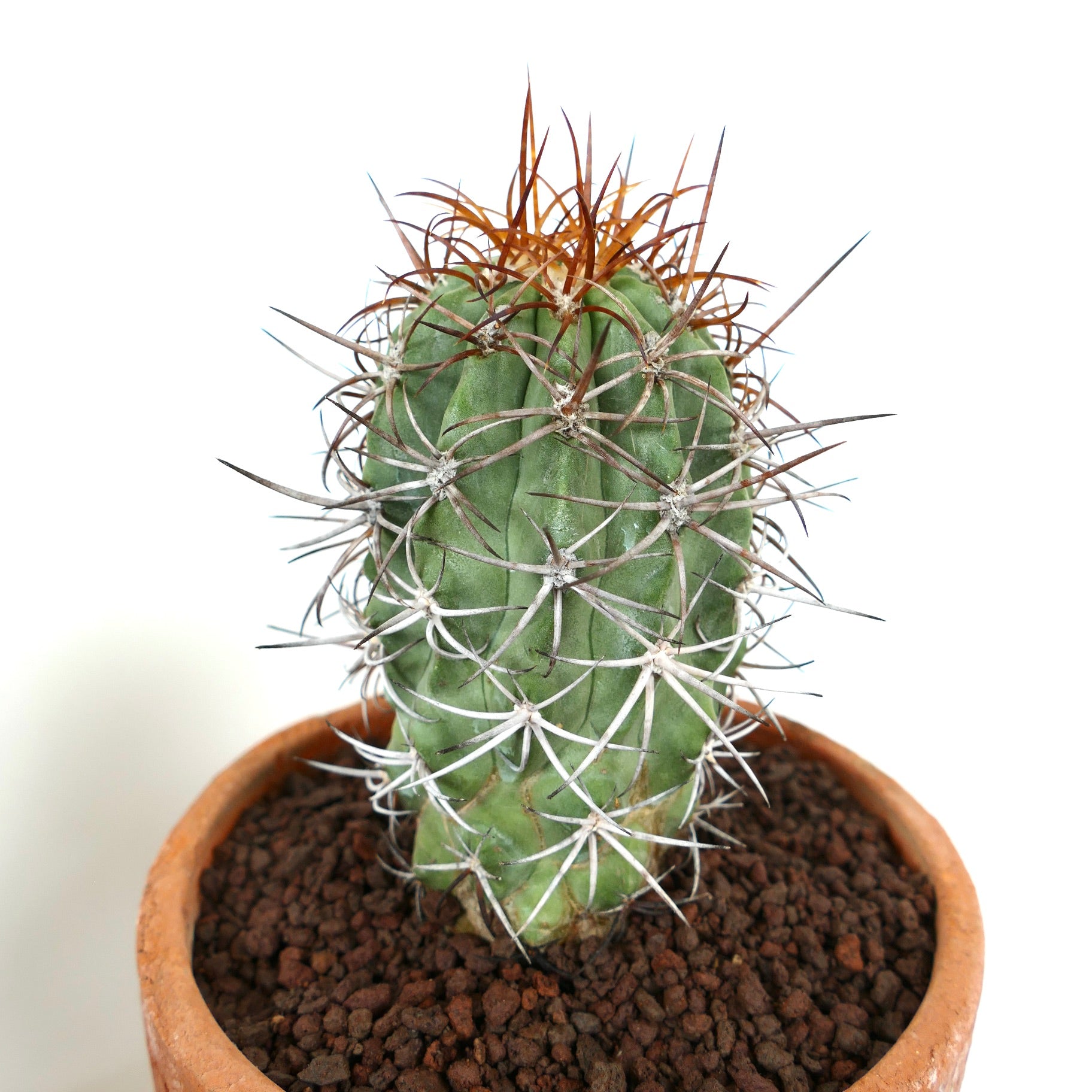 Copiapoa solaris | Botanical Archive | 希少サボテン | 今すぐご購入