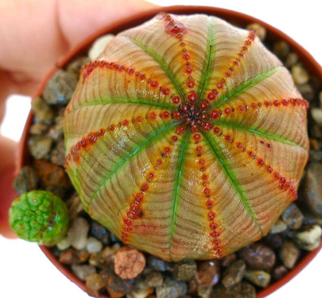 ユーフォルビア・オベサ | Botanical Archive | あなたのコレクション