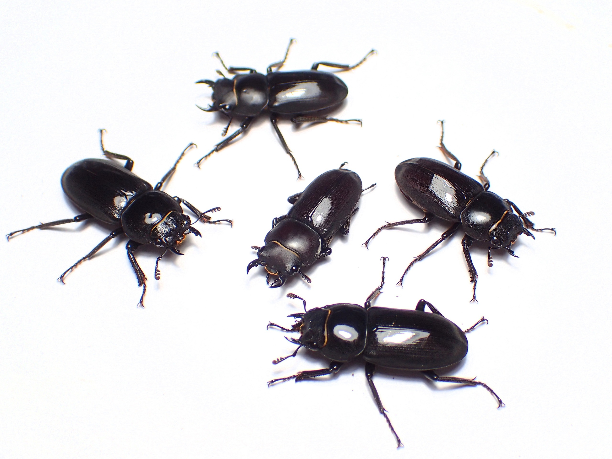 リュウキュウコクワガタ - takoの昆虫メモ