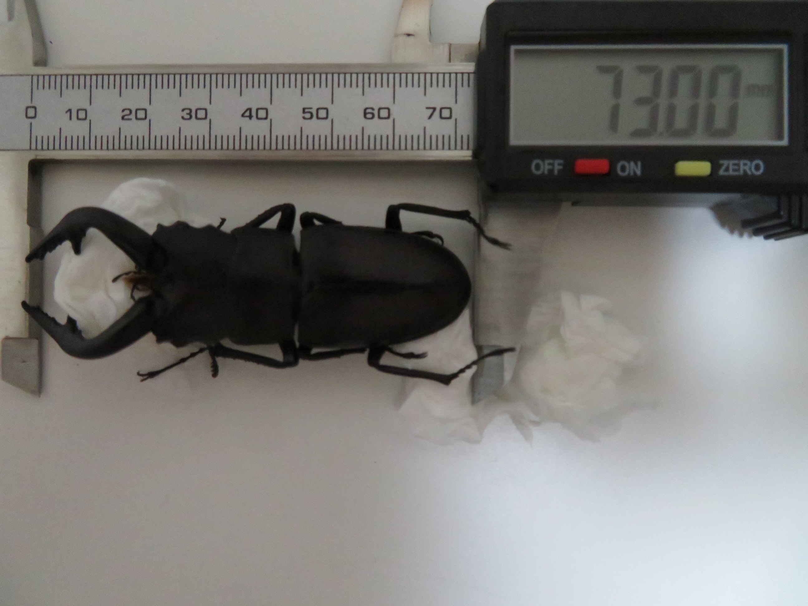 特大ノコギリあらわる！伊豆大島ノコギリクワガタ・イズミヤマクワガタ