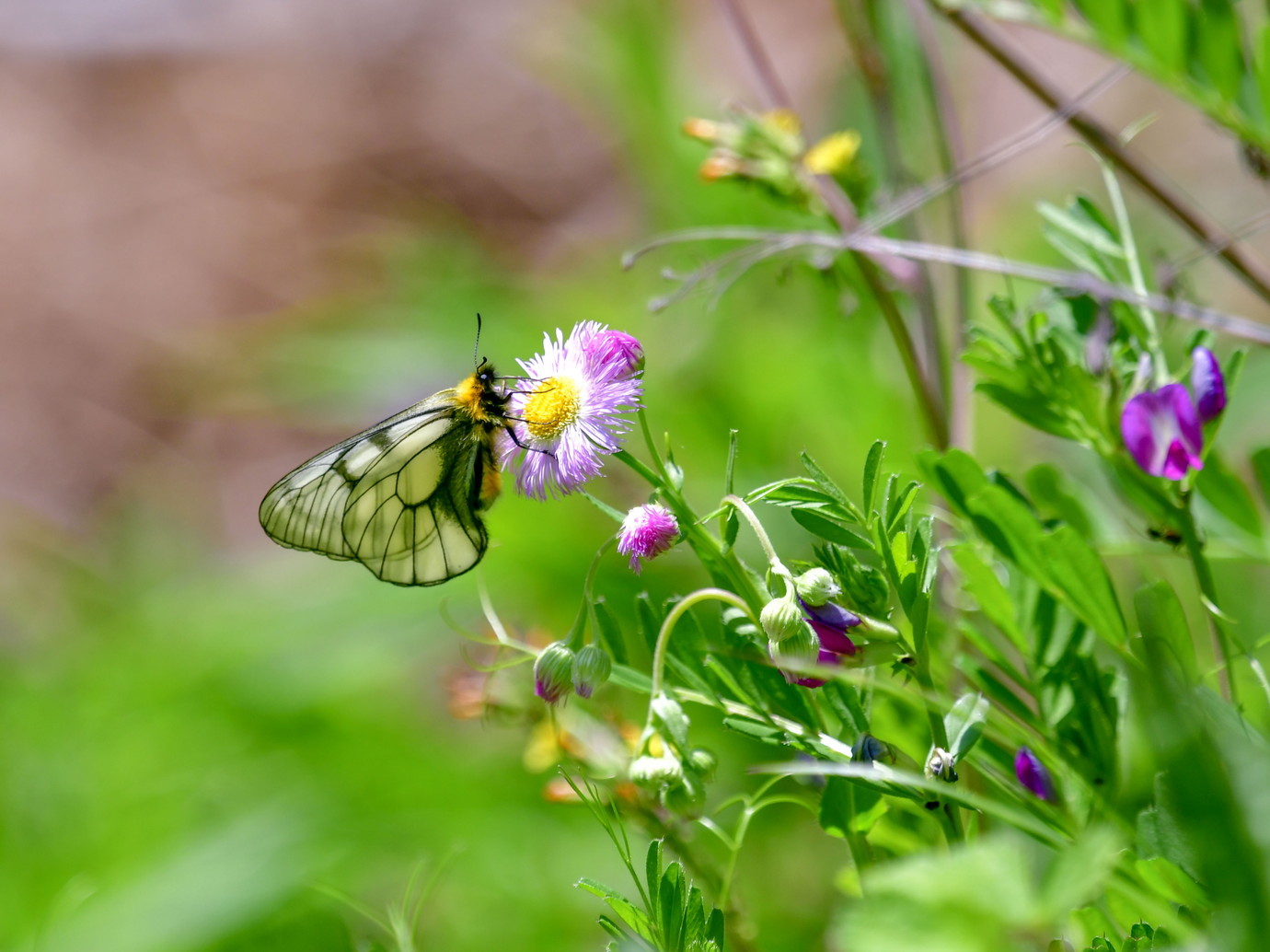 ウスバシロチョウが飛びはじめました - ☆美蝶鳥散歩ー高尾・湯殿川
