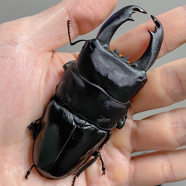 ホペイフリーク：本土ヒラタを語る④最終回 | ホペイフリークの自己