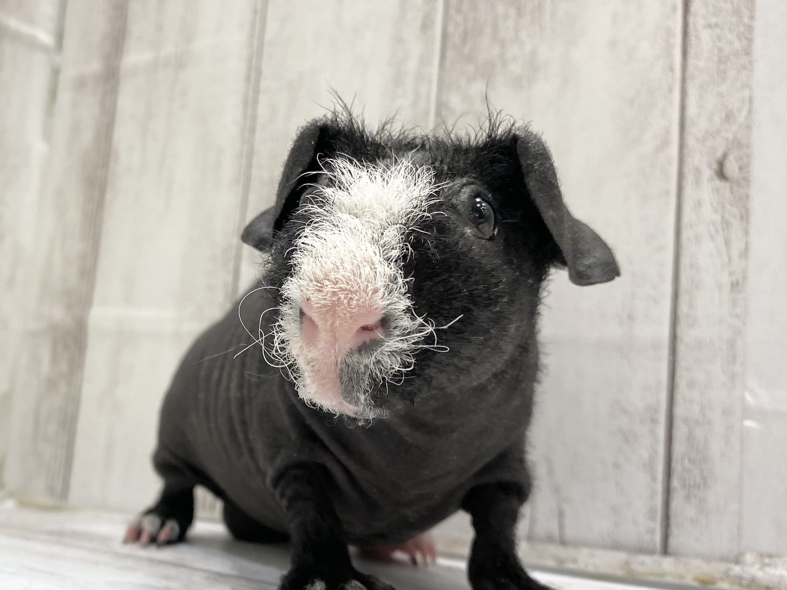 ひごペットフレンドリーイオンモール高知店】 ブタではありません