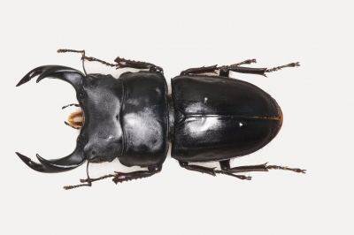 オオクワガタ標本 福島 | クワガタ飼育日記