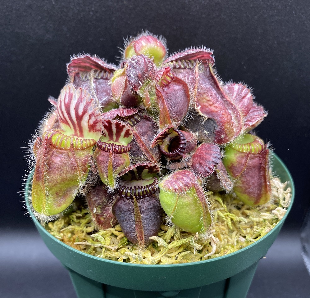 Cephalotus follicularis 'Eden Black' - セファロタス