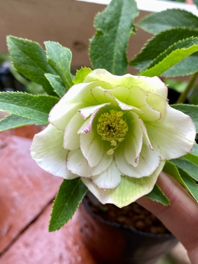 クリロー2024～part6～曽田園芸～ - Katze im Garten ～わたなべ花壇Blog～