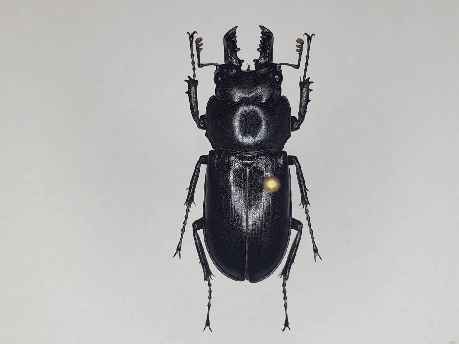 オニクワガタ 南九州亜種 Prismognathus angularis morimotoi Y