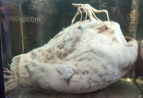 チョウチンアンコウ(標本)登場！ | 「えのすい」へGO!：新江ノ島水族館