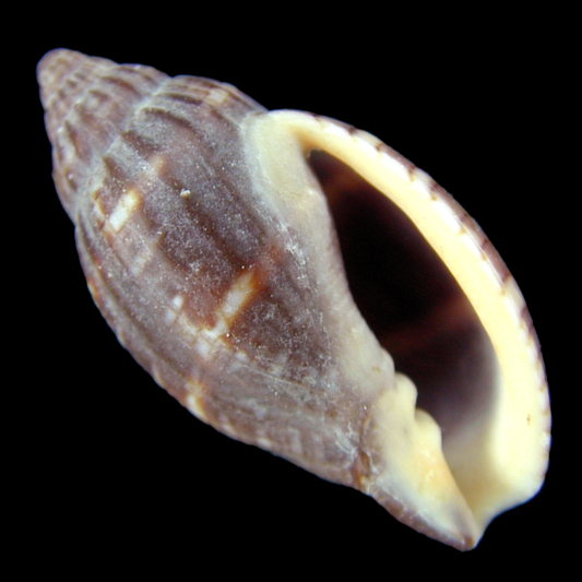 スジボラ | 潮騒の宝箱