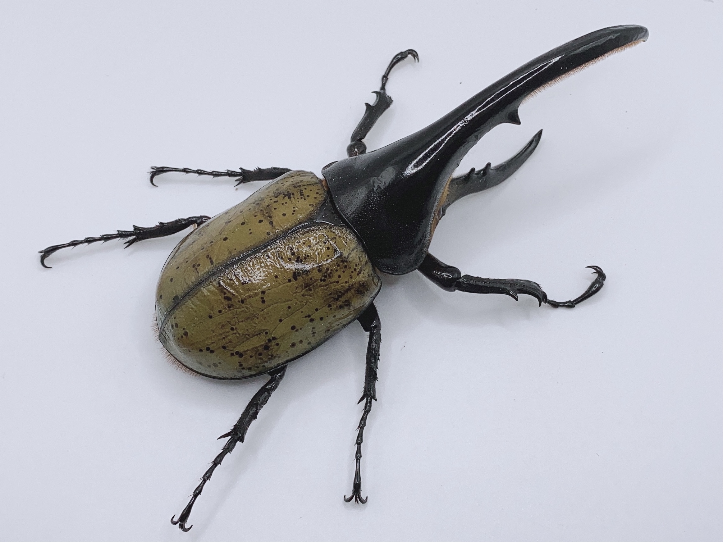 外国産カブトムシ比較｜ヘラクレス・コーカサス・サタンの違いを徹底