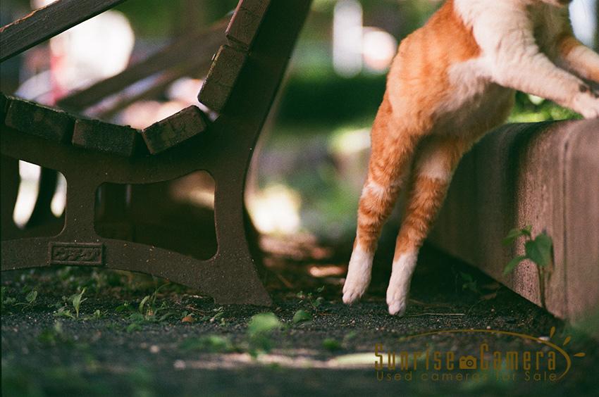 オールドレンズ撮り比べ3] CONTAX Sonnar T* 135mm F2.8 光を最大限に