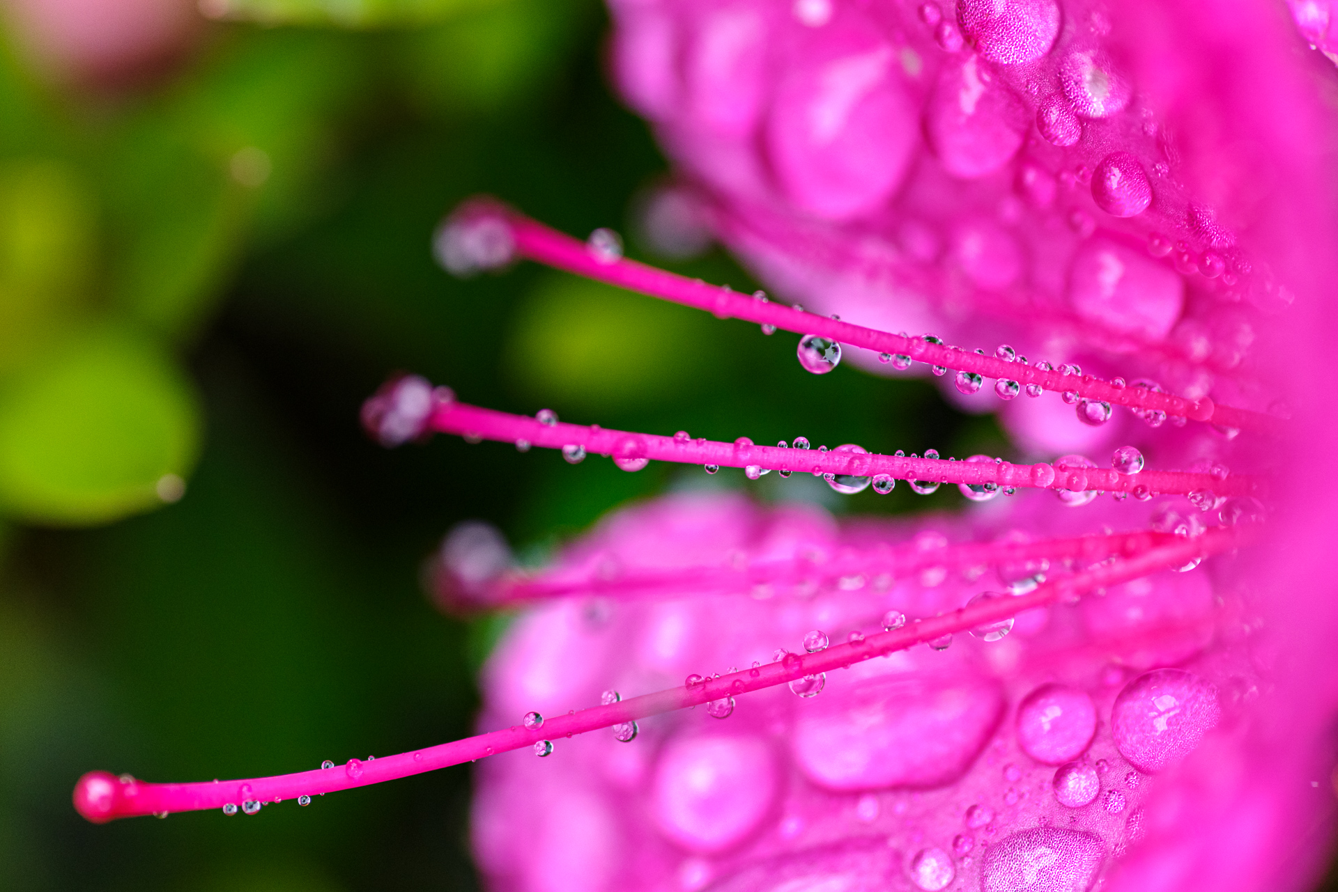 雨の日はDFA MACRO 100mm F2.8WRで水滴写真を楽しむ – 酔人日月抄外伝