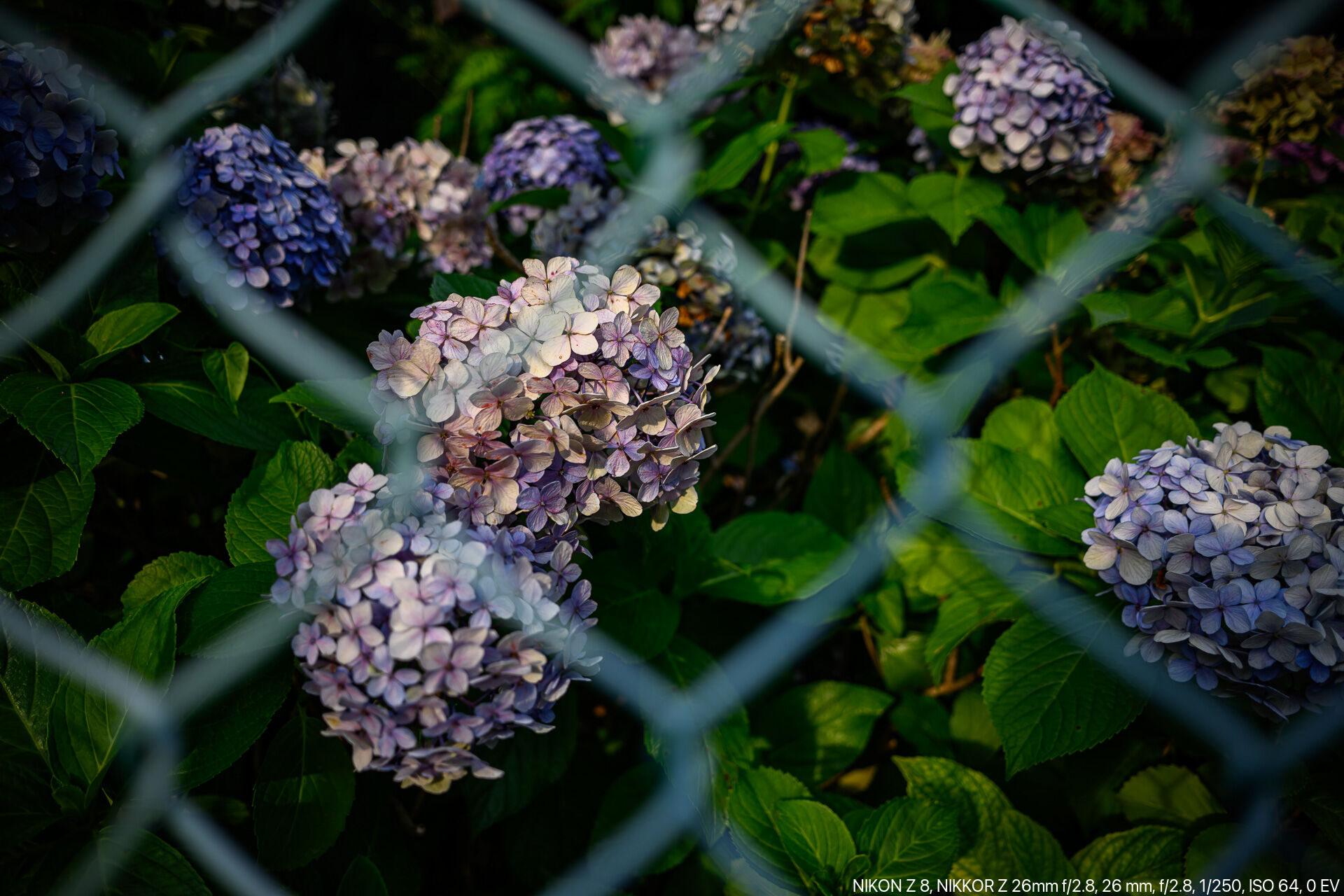 夏が過ぎ秋が深まってもなお道端に残るヴィンテージ紫陽花 – 酔人日月