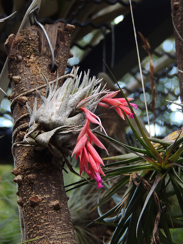 Tillandsia kautskyi care and culture | Travaldo's blog