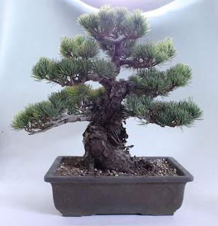 盆栽徒然草: 銀性八房五葉松（銀八）