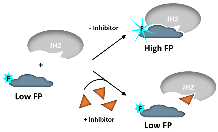 TYK2 JH2 Pseudokinase Domain Inhibitor Screening Assay Kit TYK2 78107