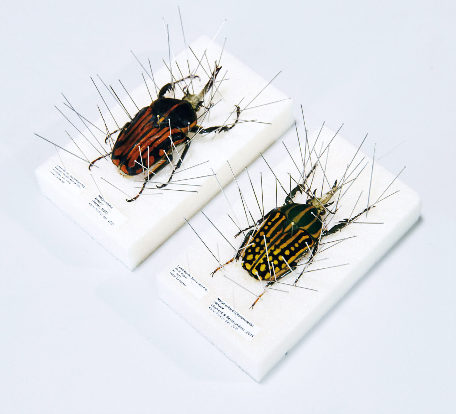 自由研究にもおすすめ。意外と簡単!?な昆虫標本の作り方 | ブルータス