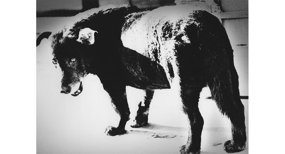 森山大道の東京 ongoing（東京都写真美術館）｜美術手帖