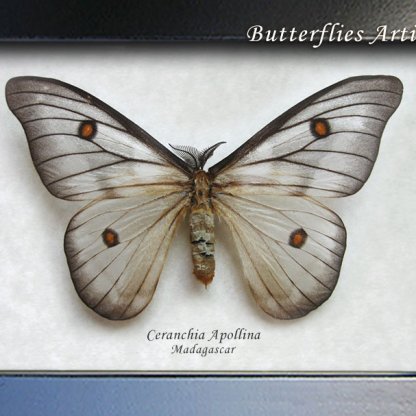 Ceranchia Apollina XL Ghostly Silk Moth Real Framed Entomology