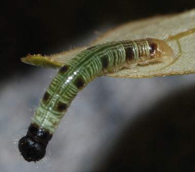 テツイロビロウドセセリ、テツイロビロードセセリ