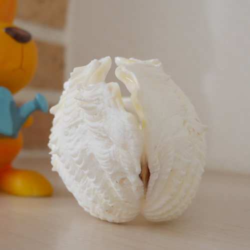 訳ありB級品 でも激美！ 宮古島産 天然シャコ貝 磨き済み SSSサイズ