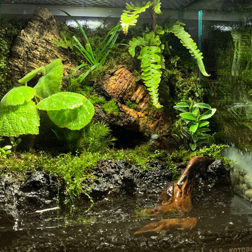 55 イモリウム カエルリウム 苔アート 苔テラリウム 【限定1個