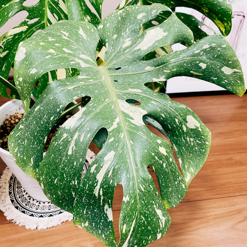 現品］【希少】モンステラ デリシオーサ 斑入り 7号 黄斑 観葉植物