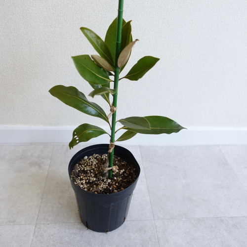 おしゃれなシンボルツリー♡ タイサンボク リトルジェム マグノリア