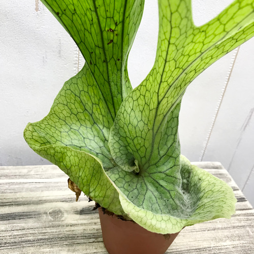 P.Grande 超大株/美株 グランデ ビカクシダ グランデ Platycerium