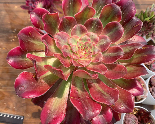 577.多肉植物 寄せ植え アエオニウム属 ヴィーナス 錦（群）特大 抜き