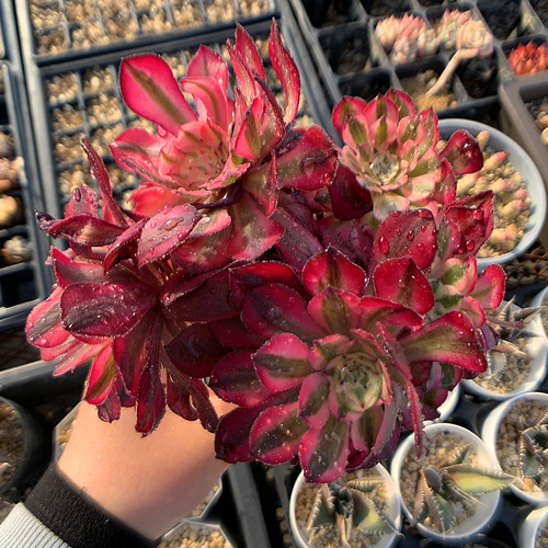 578.多肉植物 寄せ植え アエオニウム属 ガーネット白斑錦（群）特大 超