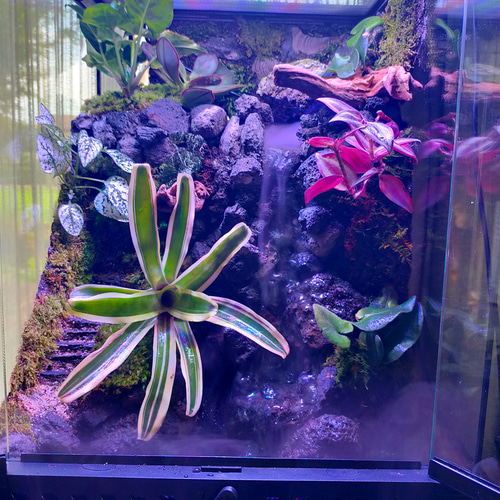 滝の流れる究極の自然の中の飼育箱（階段、化石、ライト付き）、太古の