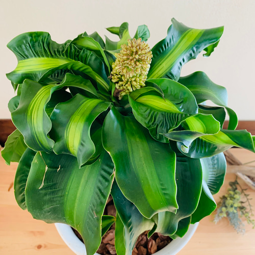 希少『ドラセナ トルネード斑入り』6号 観葉植物 インテリア 引っ越し