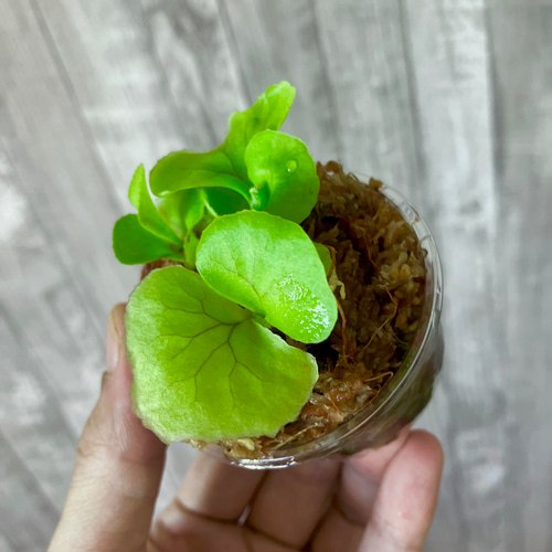 リドレイ 幼苗 群生 ビカクシダ 観葉植物 インテリアグリーン その他