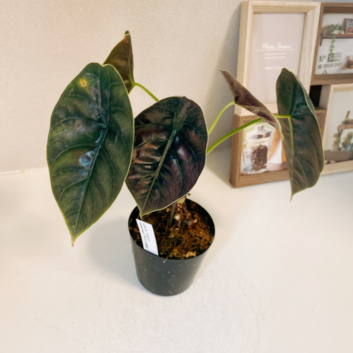 現品］【希少】アロカシア アズラニー 3.5号 観葉植物 室内 レア 光沢