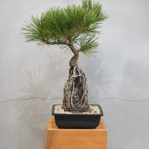 根上がり 黒松 盆栽 一輪挿し・花瓶・花器 __@verdeplants__ 通販